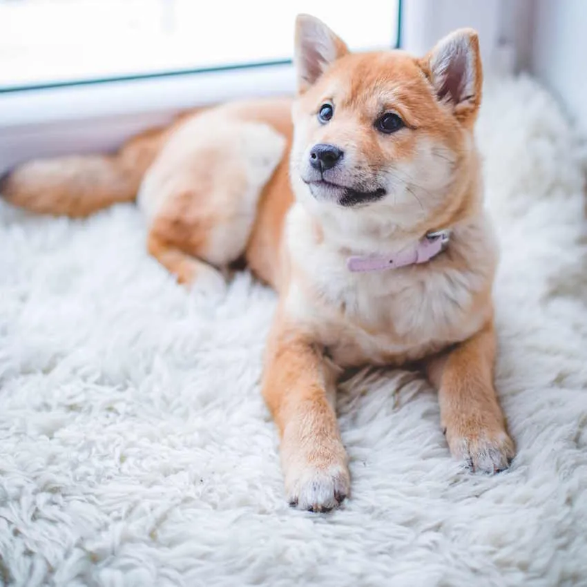 Umi shiba inu roux