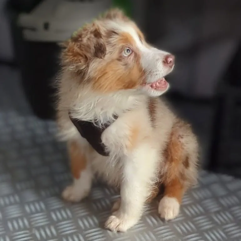 Bailey, chiot berger américain miniature rouge merle
